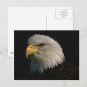 Amerikaanse Bald Eagle Briefkaart (Voorkant / Achterkant)
