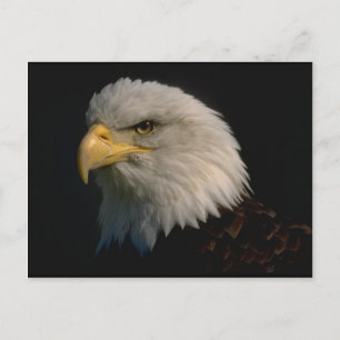 Amerikaanse Bald Eagle Briefkaart