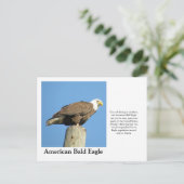 Amerikaanse Bald Eagle Briefkaart (Staand voorkant)