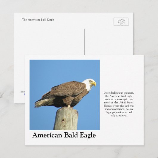 Amerikaanse Bald Eagle Briefkaart (Voorkant / Achterkant)