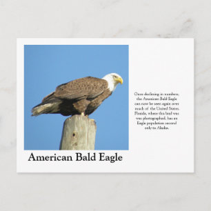 Amerikaanse Bald Eagle Briefkaart