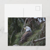 Amerikaanse Bald Eagle Briefkaart (Voorkant / Achterkant)