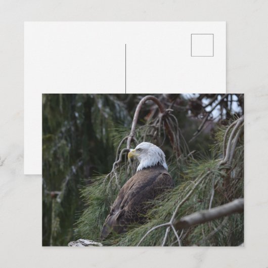 Amerikaanse Bald Eagle Briefkaart (Voorkant / Achterkant)