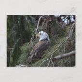 Amerikaanse Bald Eagle Briefkaart (Voorkant)