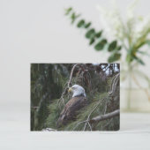 Amerikaanse Bald Eagle Briefkaart (Staand voorkant)