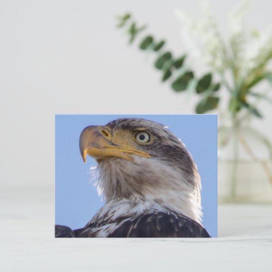 Amerikaanse Bald Eagle Briefkaart (Staand voorkant)