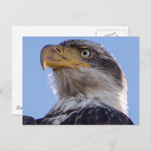 Amerikaanse Bald Eagle Briefkaart (Voorkant / Achterkant)