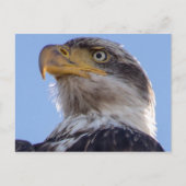 Amerikaanse Bald Eagle Briefkaart (Voorkant)