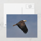 Amerikaanse Bald Eagle Briefkaart (Voorkant / Achterkant)