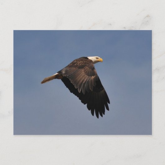 Amerikaanse Bald Eagle Briefkaart (Voorkant)