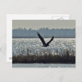 Amerikaanse Bald Eagle Briefkaart (Voorkant / Achterkant)