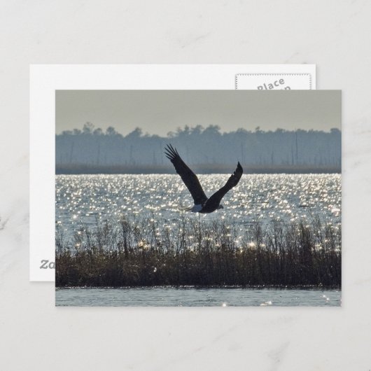 Amerikaanse Bald Eagle Briefkaart (Voorkant / Achterkant)