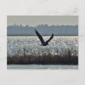 Amerikaanse Bald Eagle Briefkaart (Voorkant)