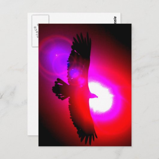 Amerikaanse Bald Eagle Briefkaart (Voorkant / Achterkant)