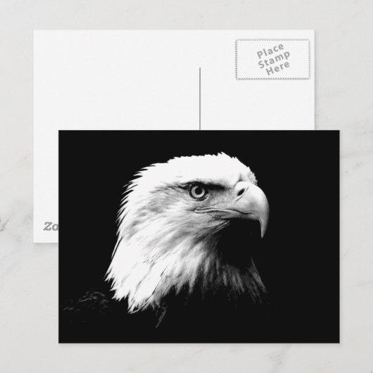 Amerikaanse Bald Eagle Briefkaart (Voorkant / Achterkant)