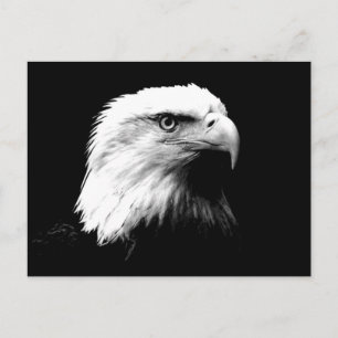 Amerikaanse Bald Eagle Briefkaart