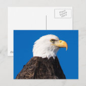 Amerikaanse Bald Eagle Briefkaart (Voorkant / Achterkant)