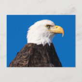 Amerikaanse Bald Eagle Briefkaart (Voorkant)