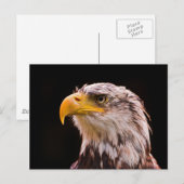Amerikaanse Bald Eagle Briefkaart (Voorkant / Achterkant)