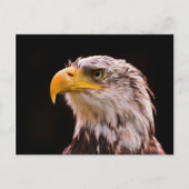 Amerikaanse Bald Eagle Briefkaart (Voorkant)