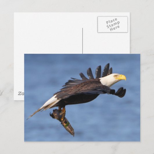 Amerikaanse Bald Eagle Briefkaart (Voorkant / Achterkant)