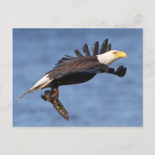 Amerikaanse Bald Eagle Briefkaart (Voorkant)