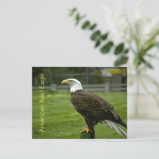 Amerikaanse Bald Eagle Briefkaart (Staand voorkant)