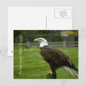 Amerikaanse Bald Eagle Briefkaart (Voorkant / Achterkant)