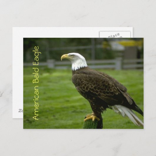 Amerikaanse Bald Eagle Briefkaart (Voorkant / Achterkant)