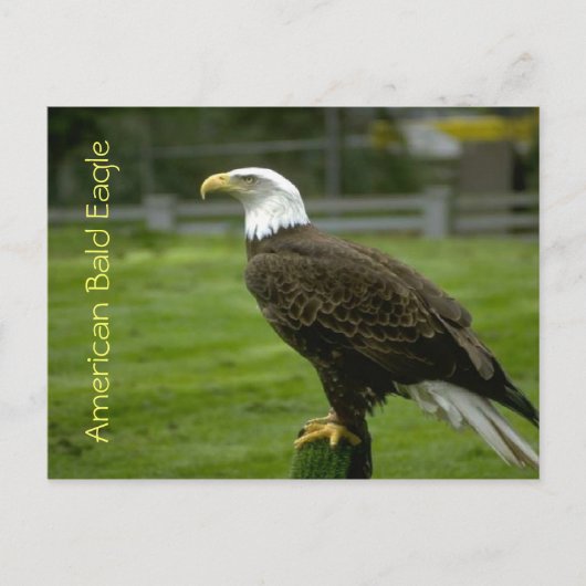 Amerikaanse Bald Eagle Briefkaart (Voorkant)
