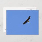 Amerikaanse Bald Eagle Briefkaart (Voorkant / Achterkant)
