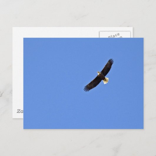 Amerikaanse Bald Eagle Briefkaart (Voorkant / Achterkant)