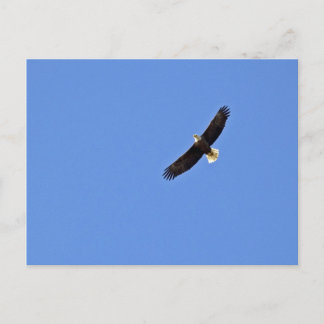 Amerikaanse Bald Eagle Briefkaart