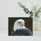 Amerikaanse Bald Eagle Briefkaart (Staand voorkant)