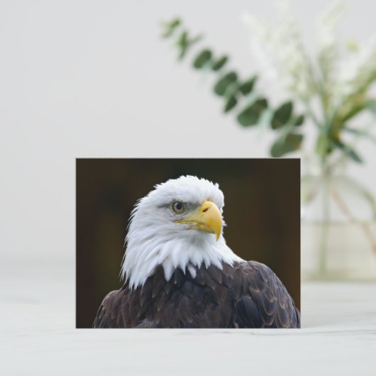 Amerikaanse Bald Eagle Briefkaart (Staand voorkant)