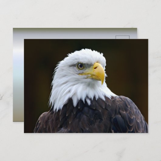 Amerikaanse Bald Eagle Briefkaart (Voorkant / Achterkant)