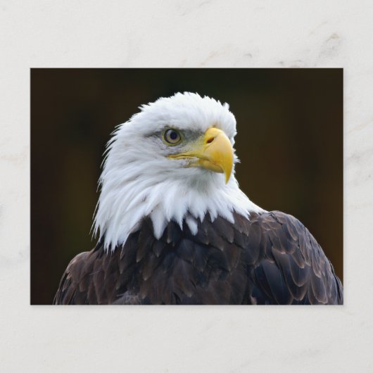 Amerikaanse Bald Eagle Briefkaart (Voorkant)