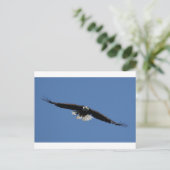Amerikaanse Bald Eagle Briefkaart (Staand voorkant)