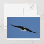 Amerikaanse Bald Eagle Briefkaart (Voorkant / Achterkant)