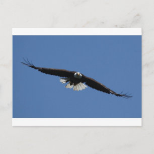 Amerikaanse Bald Eagle Briefkaart