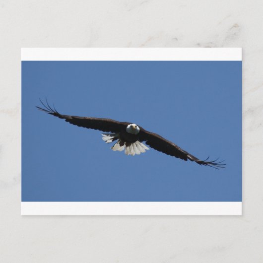 Amerikaanse Bald Eagle Briefkaart (Voorkant)