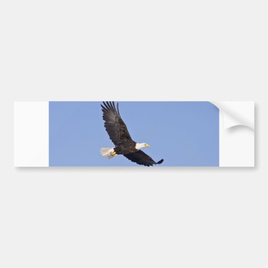 Amerikaanse Bald Eagle Bumpersticker (Voorkant)