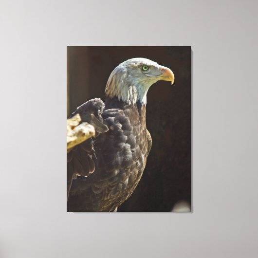 Amerikaanse Bald Eagle Canvas Afdruk (Voorkant)