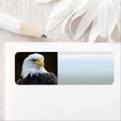 Amerikaanse Bald Eagle Etiket (Insitu)