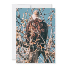 Amerikaanse Bald Eagle