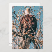 Amerikaanse Bald Eagle Feestdagenkaart (Voorkant / Achterkant)