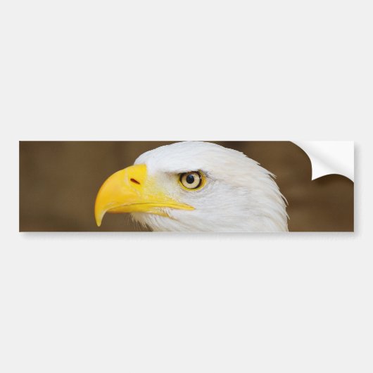 Amerikaanse Bald Eagle Haliaeetus Leucocephalus Bumpersticker (Voorkant)