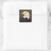 Amerikaanse Bald Eagle Haliaeetus Leucocephalus Vierkante Sticker (Tas)