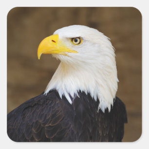 Amerikaanse Bald Eagle Haliaeetus Leucocephalus Vierkante Sticker