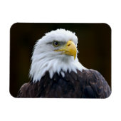 Amerikaanse Bald Eagle Magneet (Horizontaal)